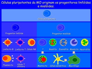 Progenitor linfóide
Progenitor linfóide
Célula pluripotente
Célula pluripotente
Linfócito B
Linfócito B
Plasmócito
Plasmócito
Linfócito T
Linfócito T
Célula T
Célula T
efetora
efetora
Progenitor mielóide
Progenitor mielóide
Mastócito
Mastócito Macrófago
Macrófago
?
? Neutrófilo
Neutrófilo
Monócito
Monócito
Célula NK
Célula NK Basófilo
Basófilo Eosinófilo
Eosinófilo
Célula dendrítica
Célula dendrítica
Células pluripotentes da MO originam os progenitores linfóides
Células pluripotentes da MO originam os progenitores linfóides
e mielóides.
e mielóides.
 