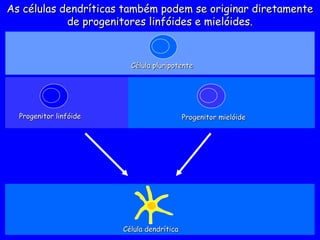 Progenitor linfóide
Progenitor linfóide
Célula pluripotente
Célula pluripotente
Progenitor mielóide
Progenitor mielóide
Célula dendrítica
Célula dendrítica
As células dendríticas também podem se originar diretamente
As células dendríticas também podem se originar diretamente
de progenitores linfóides e mielóides.
de progenitores linfóides e mielóides.
 