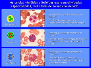 Basófilo
Basófilo
Localização: sangue (migram para os
Localização: sangue (migram para os
tecidos)
tecidos)
Principais funções: liberação de grânulos
Principais funções: liberação de grânulos
contendo histamina e outros agentes
contendo histamina e outros agentes
ativos
ativos
Eosinófilo
Eosinófilo
Localização: sangue (migram para os
Localização: sangue (migram para os
tecidos)
tecidos)
Principais funções: fagocitose,
Principais funções: fagocitose,
citotoxicidade mediada por anticorpos
citotoxicidade mediada por anticorpos
(parasitas grandes)
(parasitas grandes)
As células mielóides e linfóides exercem atividades
As células mielóides e linfóides exercem atividades
especializadas, mas atuam de forma coordenada.
especializadas, mas atuam de forma coordenada.
Neutrófilo
Neutrófilo
Localização: sangue (migram para os
Localização: sangue (migram para os
tecidos)
tecidos)
Principais funções: fagocitose,
Principais funções: fagocitose,
citotoxicidade mediada por anticorpos
citotoxicidade mediada por anticorpos
 