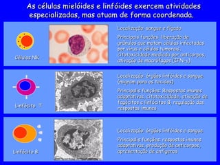Localização: órgãos linfóides e sangue
Localização: órgãos linfóides e sangue
(migram para os tecidos)
(migram para os tecidos)
Principalis funções: Respostas imunes
Principalis funções: Respostas imunes
adaptativas, citotoxicidade, ativação de
adaptativas, citotoxicidade, ativação de
fagócitos e linfócitos B, regulação das
fagócitos e linfócitos B, regulação das
respostas imunes
respostas imunes
Localização: órgãos linfóides e sangue
Localização: órgãos linfóides e sangue
Principalis funções: respostas imunes
Principalis funções: respostas imunes
adaptativas, produção de anticorpos,
adaptativas, produção de anticorpos,
apresentação de antígenos
apresentação de antígenos
Linfócito B
Linfócito B
Linfócito T
Linfócito T
Células NK
Células NK
Localização: sangue e fígado
Localização: sangue e fígado
Principais funções: liberação de
Principais funções: liberação de
grânulos que matam células infectadas
grânulos que matam células infectadas
por vírus e células tumorais,
por vírus e células tumorais,
citotoxicidade mediada por anticorpos,
citotoxicidade mediada por anticorpos,
ativação de macrófagos (IFN-
ativação de macrófagos (IFN-
)
)
As células mielóides e linfóides exercem atividades
As células mielóides e linfóides exercem atividades
especializadas, mas atuam de forma coordenada.
especializadas, mas atuam de forma coordenada.
 