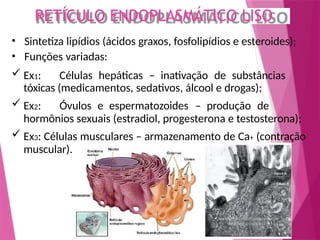 RETÍCULO ENDOPLASMÁTICO LISO
• Sintetiza lipídios (ácidos graxos, fosfolipídios e esteroides);
• Funções variadas:
 Ex1: Células hepáticas – inativação de substâncias
tóxicas (medicamentos, sedativos, álcool e drogas);
 Ex2: Óvulos e espermatozoides – produção de
hormônios sexuais (estradiol, progesterona e testosterona);
 Ex3: Células musculares – armazenamento de Ca+ (contração
muscular).
 