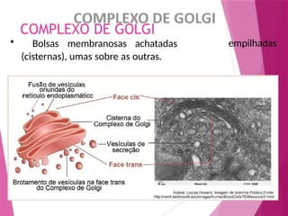 COMPLEXO DE GOLGI
• Bolsas membranosas achatadas
(cisternas), umas sobre as outras.
empilhadas
 