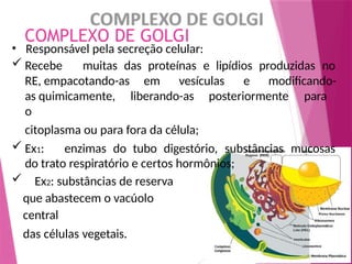 COMPLEXO DE GOLGI
• Responsável pela secreção celular:
 Recebe muitas das proteínas e lipídios produzidas no
RE, empacotando-as em vesículas e modificando-
as quimicamente, liberando-as posteriormente para
o
citoplasma ou para fora da célula;
 Ex1: enzimas do tubo digestório, substâncias mucosas
do trato respiratório e certos hormônios;
 Ex2: substâncias de reserva
que abastecem o vacúolo
central
das células vegetais.
 