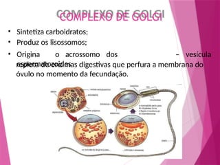 COMPLEXO DE GOLGI
• Sintetiza carboidratos;
• Produz os lisossomos;
• Origina o acrossomo dos
espermatozoides
– vesícula
repleta de enzimas digestivas que perfura a membrana do
óvulo no momento da fecundação.
 