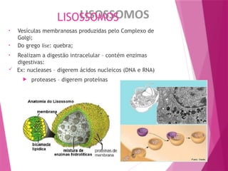 LISOSSOMOS
• Vesículas membranosas produzidas pelo Complexo de
Golgi;
• Do grego lise: quebra;
• Realizam a digestão intracelular – contém enzimas
digestivas:
 Ex: nucleases – digerem ácidos nucleicos (DNA e RNA)
 proteases – digerem proteínas
 