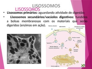 LISOSSOMOS
• Lisossomos primários: aguardando atividade de digestão;
• Lisossomos secundários/vacúolos digestivos: fundidos
a bolsas membranosas com os materiais que serão
digeridos (enzimas em ação).
 