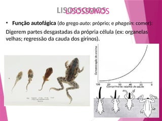 LISOSSOMOS
• Função autofágica (do grego auto: próprio; e phagein: comer):
Digerem partes desgastadas da própria célula (ex: organelas
velhas; regressão da cauda dos girinos).
 