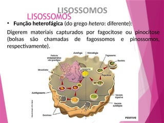 LISOSSOMOS
• Função heterofágica (do grego hetero: diferente):
Digerem materiais capturados por fagocitose ou pinocitose
(bolsas são chamadas de fagossomos e pinossomos,
respectivamente).
 