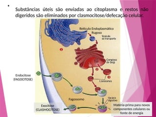 Exocitose
(CLASMOCITOSE)
Matéria-prima para novos
componentes celulares ou
fonte de energia
•
Substâncias úteis são enviadas ao citoplasma e restos não
digeridos são eliminados por clasmocitose/defecação celular.
Retículo Endoplasmático
Rugoso
Endocitose
(FAGOCITOSE)
Fagossomo
 