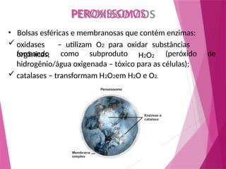 PEROXISSOMOS
• Bolsas esféricas e membranosas que contém enzimas:
 oxidases – utilizam O2 para oxidar substâncias
orgânicas, H2O2
formando como subproduto (peróxido de
hidrogênio/água oxigenada – tóxico para as células);
 catalases – transformam H2O2em H2O e O2.
 