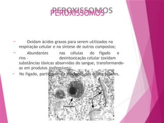 PEROXISSOMOS
 Oxidam ácidos graxos para serem utilizados na
respiração celular e na síntese de outros compostos;
 Abundantes nas células do fígado e
rins – desintoxicação celular (oxidam
substâncias tóxicas absorvidas do sangue, transformando-
as em produtos inofensivos);
• No fígado, participam da produção dos ácidos biliares.
 