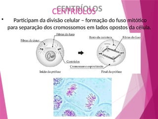 CENTRÍOLOS
• Participam da divisão celular – formação do fuso mitótico
para separação dos cromossomos em lados opostos da célula.
 