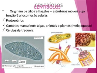 CENTRÍOLOS
• Originam os cílios e flagelos – estruturas móveis cuja
função é a locomoção celular:
 Protozoários
 Gametas masculinos: algas, animais e plantas (meio aquoso)
 Células da traqueia
 