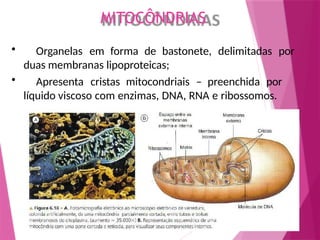 MITOCÔNDRIAS
• Organelas em forma de bastonete, delimitadas por
duas membranas lipoproteicas;
• Apresenta cristas mitocondriais – preenchida por
líquido viscoso com enzimas, DNA, RNA e ribossomos.
 