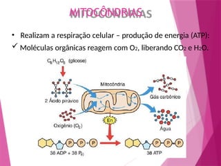 MITOCÔNDRIAS
• Realizam a respiração celular – produção de energia (ATP):
 Moléculas orgânicas reagem com O2, liberando CO2 e H2O.
 