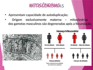 MITOCÔNDRIAS
• Apresentam capacidade de autoduplicação;
• Origem exclusivamente materna – mitocôndrias
dos gametas masculinos são degeneradas após a fecundação.
 