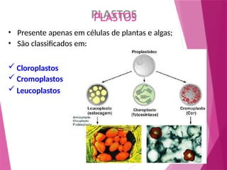 PLASTOS
• Presente apenas em células de plantas e algas;
• São classificados em:
 Cloroplastos
 Cromoplastos
 Leucoplastos
 
