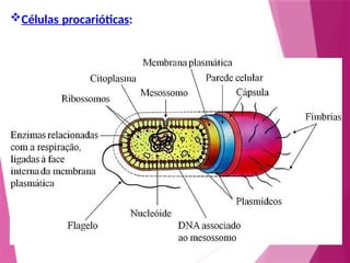 Células procarióticas:
 