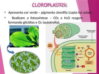 • Apresenta cor verde – pigmento clorofila (capta luz solar);
• Realizam a fotossíntese – CO2 e H2O reagem
formando glicídios e O2 (autotrofia).
CLOROPLASTOS
 