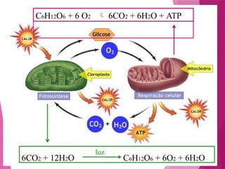 C6H12O6 + 6 O2  6CO2 + 6H2O + ATP
6CO2 + 12H2O C6H12O6 + 6O2 + 6H2O
luz
 