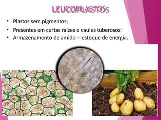 • Plastos sem pigmentos;
• Presentes em certas raízes e caules tuberosos;
• Armazenamento de amido – estoque de energia.
LEUCOPLASTOS
 