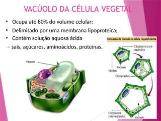 VACÚOLO DA CÉLULA VEGETAL
• Ocupa até 80% do volume celular;
• Delimitado por uma membrana lipoproteica;
• Contém solução aquosa ácida
– sais, açúcares, aminoácidos, proteínas.
 