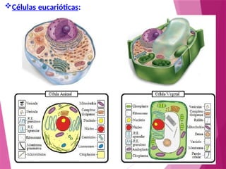 Células eucarióticas:
 