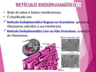 RETÍCULO ENDOPLASMÁTICO
• Rede de tubos e bolsas membranosas;
• É classificado em:
 Retículo Endoplasmático Rugoso ou Granuloso: apresenta
ribossomos aderidos a sua membrana;
 Retículo Endoplasmático Liso ou Não Granuloso: ausência
de ribossomos.
 