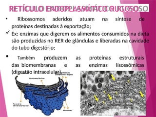 RETÍCULO ENDOPLASMÁTICO RUGOSO
• Ribossomos aderidos atuam na síntese de
proteínas destinadas à exportação;
 Ex: enzimas que digerem os alimentos consumidos na dieta
são produzidas no RER de glândulas e liberadas na cavidade
do tubo digestório;
• Também produzem as proteínas estruturais
das biomembranas e as enzimas lisossômicas
(digestão intracelular).
 