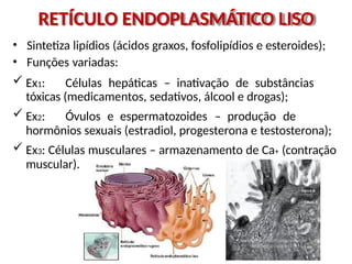 RETÍCULO ENDOPLASMÁTICO LISO
• Sintetiza lipídios (ácidos graxos, fosfolipídios e esteroides);
• Funções variadas:
 Ex1: Células hepáticas – inativação de substâncias
tóxicas (medicamentos, sedativos, álcool e drogas);
 Ex2: Óvulos e espermatozoides – produção de
hormônios sexuais (estradiol, progesterona e testosterona);
 Ex3: Células musculares – armazenamento de Ca+ (contração
muscular).
 