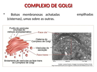 COMPLEXO DE GOLGI
• Bolsas membranosas achatadas
(cisternas), umas sobre as outras.
empilhadas
 