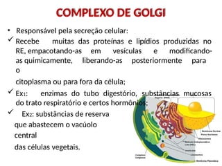 COMPLEXO DE GOLGI
• Responsável pela secreção celular:
 Recebe muitas das proteínas e lipídios produzidas no
RE, empacotando-as em vesículas e modificando-
as quimicamente, liberando-as posteriormente para
o
citoplasma ou para fora da célula;
 Ex1: enzimas do tubo digestório, substâncias mucosas
do trato respiratório e certos hormônios;
 Ex2: substâncias de reserva
que abastecem o vacúolo
central
das células vegetais.
 