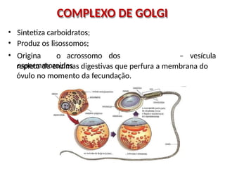 COMPLEXO DE GOLGI
• Sintetiza carboidratos;
• Produz os lisossomos;
• Origina o acrossomo dos
espermatozoides
– vesícula
repleta de enzimas digestivas que perfura a membrana do
óvulo no momento da fecundação.
 