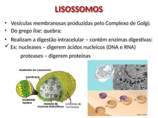 LISOSSOMOS
• Vesículas membranosas produzidas pelo Complexo de Golgi;
• Do grego lise: quebra;
• Realizam a digestão intracelular – contém enzimas digestivas:
 Ex: nucleases – digerem ácidos nucleicos (DNA e RNA)
proteases – digerem proteínas
 