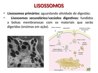 LISOSSOMOS
• Lisossomos primários: aguardando atividade de digestão;
• Lisossomos secundários/vacúolos digestivos: fundidos
a bolsas membranosas com os materiais que serão
digeridos (enzimas em ação).
 