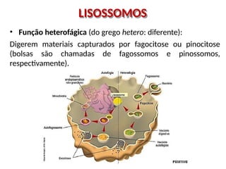 LISOSSOMOS
• Função heterofágica (do grego hetero: diferente):
Digerem materiais capturados por fagocitose ou pinocitose
(bolsas são chamadas de fagossomos e pinossomos,
respectivamente).
 