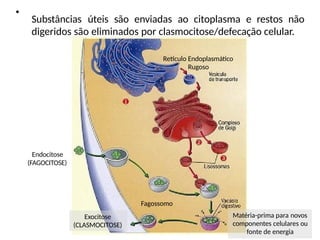 Exocitose
(CLASMOCITOSE)
Matéria-prima para novos
componentes celulares ou
fonte de energia
•
Substâncias úteis são enviadas ao citoplasma e restos não
digeridos são eliminados por clasmocitose/defecação celular.
Retículo Endoplasmático
Rugoso
Endocitose
(FAGOCITOSE)
Fagossomo
 