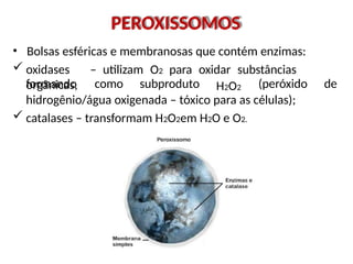 PEROXISSOMOS
• Bolsas esféricas e membranosas que contém enzimas:
 oxidases – utilizam O2 para oxidar substâncias
orgânicas, H2O2
formando como subproduto (peróxido de
hidrogênio/água oxigenada – tóxico para as células);
 catalases – transformam H2O2em H2O e O2.
 