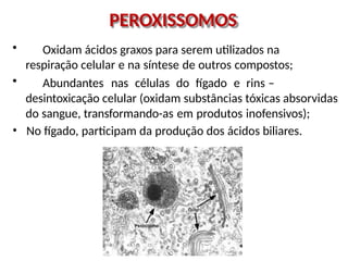 PEROXISSOMOS
• Oxidam ácidos graxos para serem utilizados na
respiração celular e na síntese de outros compostos;
• Abundantes nas células do fígado e rins –
desintoxicação celular (oxidam substâncias tóxicas absorvidas
do sangue, transformando-as em produtos inofensivos);
• No fígado, participam da produção dos ácidos biliares.
 