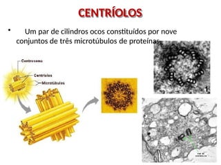 CENTRÍOLOS
• Um par de cilindros ocos constituídos por nove
conjuntos de três microtúbulos de proteínas.
 