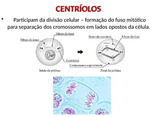 CENTRÍOLOS
• Participam da divisão celular – formação do fuso mitótico
para separação dos cromossomos em lados opostos da célula.
 