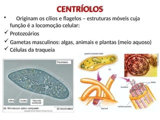 CENTRÍOLOS
• Originam os cílios e flagelos – estruturas móveis cuja
função é a locomoção celular:
 Protozoários
 Gametas masculinos: algas, animais e plantas (meio aquoso)
 Células da traqueia
 