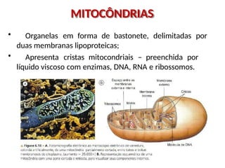 MITOCÔNDRIAS
• Organelas em forma de bastonete, delimitadas por
duas membranas lipoproteicas;
• Apresenta cristas mitocondriais – preenchida por
líquido viscoso com enzimas, DNA, RNA e ribossomos.
 