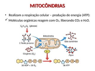 MITOCÔNDRIAS
• Realizam a respiração celular – produção de energia (ATP):
 Moléculas orgânicas reagem com O2, liberando CO2 e H2O.
 