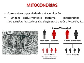 MITOCÔNDRIAS
• Apresentam capacidade de autoduplicação;
• Origem exclusivamente materna – mitocôndrias
dos gametas masculinos são degeneradas após a fecundação.
 