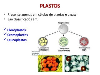 PLASTOS
• Presente apenas em células de plantas e algas;
• São classificados em:
 Cloroplastos
 Cromoplastos
 Leucoplastos
 