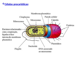 Células procarióticas:
 