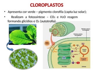 • Apresenta cor verde – pigmento clorofila (capta luz solar);
• Realizam a fotossíntese – CO2 e H2O reagem
formando glicídios e O2 (autotrofia).
CLOROPLASTOS
 
