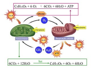 C6H12O6 + 6 O2  6CO2 + 6H2O + ATP
6CO2 + 12H2O C6H12O6 + 6O2 + 6H2O
luz
 