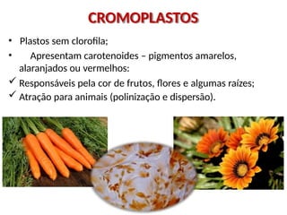 • Plastos sem clorofila;
• Apresentam carotenoides – pigmentos amarelos,
alaranjados ou vermelhos:
 Responsáveis pela cor de frutos, flores e algumas raízes;
 Atração para animais (polinização e dispersão).
CROMOPLASTOS
 